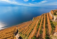 “山城”的純天然山洞酒窖